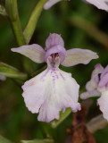 Orchis mascula ssp. scopulorum. Forest form. Close-up.2.jpg