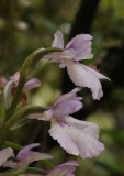 Orchis mascula ssp. scopulorum. Forest form. Close-up side.1.jpg