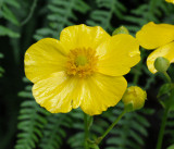 Ranunculus cortusifolius. Close-up.jpg