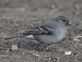Fringilla teydea. Female.