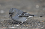Fringilla teydea. Female