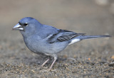 Fringilla teydea. Male.