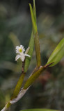 Dendrobium kruizingae