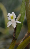 Dendrobium kruizingae. Closer.