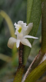 Dendrobium kruizingae. Closer. Side.