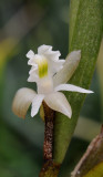Dendrobium kruizingae. Close-up.