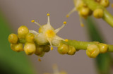 Hanguana anthelminthica. Close-up.