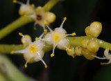 Hanguana anthelminthica. Close-up.