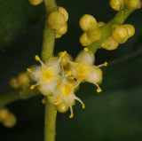 Hanguana anthelminthica. Close-up.