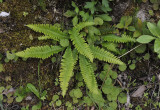 Blechnum spicant.jpg