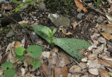 Neotinea maculata.2.jpg