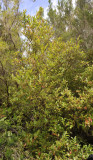 Vaccinium padifolium. 3.jpg
