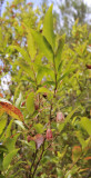 Vaccinium padifolium. 2.jpg