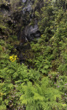 Vegetation at the base of a waterfall.jpg