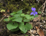 Viola riviniana.2.jpg