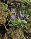 Viola riviniana.4.jpg