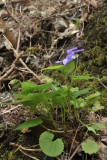 Viola riviniana.3.jpg