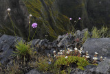 Armeria maderensis and Saxifraga maderensis.jpg