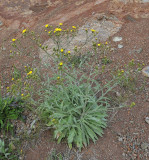 Asteraceae.2.jpg