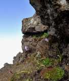 Orchis mascula subsp. scopulorum. In habitat.2.jpg