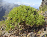 Plantago arborescens.4.jpg