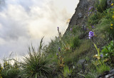 Orchis mascula subsp. scopulorum. In habitat.jpg