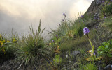 Orchis mascula subsp. scopulorum. In habitat.2.jpg
