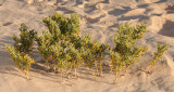 Tetraena fontanesii.jpg