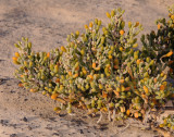Tetraena fontanesii.2.jpg