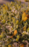 Tetraena fontanesii. Closer.3.jpg