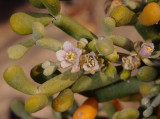 Tetraena fontanesii. Closer.4.1.jpg