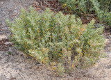 Tetraena fontanesii.jpg