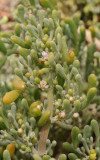 Tetraena fontanesii. Closer.jpg