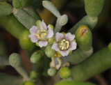 Tetraena fontanesii. Close-up.jpg