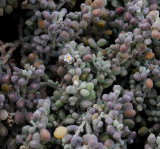 Tetraena gaetula. Closer.jpg