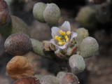 Tetraena gaetula. Close-up.2.jpg