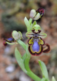 Ophrys speculum. Western form.