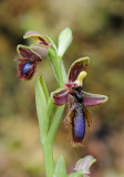 Ophrys speculum var. regis-ferdinandii. Close-up.