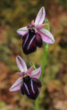 Ophrys sphegodes subsp. spruneri. Closer.