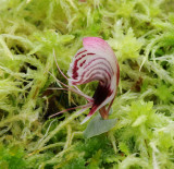 Corybas taliensis. Side