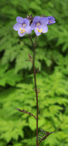 Polemonium yezoense