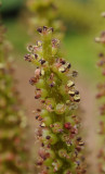 Gunnera tinctoria. Close-up.