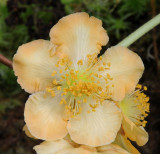 Actinidia_chinensis._Closeup.2_HBLA0079909228.jpg