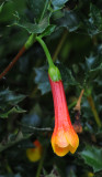 Desfontainia spinosa. Closer.