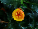 Desfontainia spinosa. Close-up front.