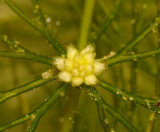 Ceratophyllum demersum. Male fowers close-up.