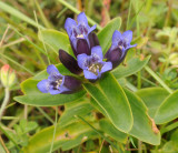 Gentiana cruciata. Closer.