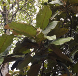 Dillenia_ferruginea._Closer.3.jpg