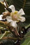 Dillenia_ferruginea._Closeup.3.jpg