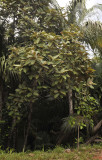 Dillenia_ferruginea.2.jpg